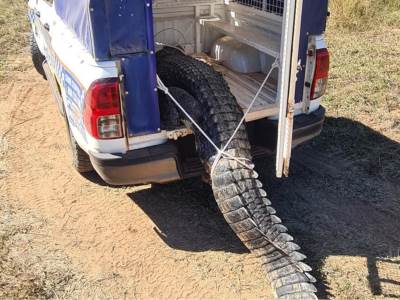 Uhvatili, skuvali i pojeli krokodila   Uhvatili, skuvali i pojeli krokodila