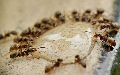  Mravi izvode hiruske zahvate 