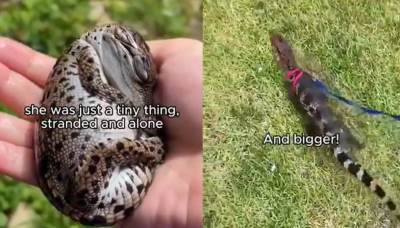 Mislila da je spasila guštera, par meseci kasnije je shvatila šta joj je u kući   Mislila da je spasila guštera, par meseci kasnije je shvatila šta joj je u kući