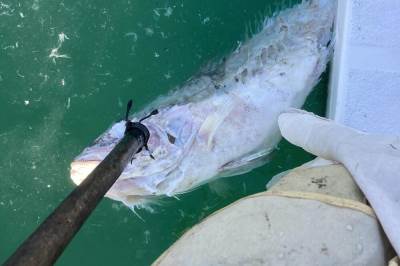 Potvrđen prvi slučaj oboljevanja od zarazne bolesti riba   Potvrđen prvi slučaj oboljevanja od zarazne bolesti riba