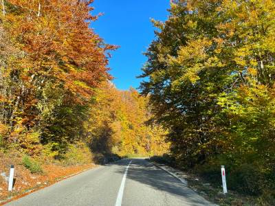  Drvoprerađivači na ivici opstanka: Traže hitnu deblokadu sektora šumarstva 