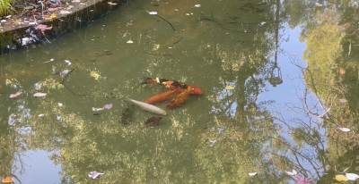 BAZEN U NJEGOŠEVOM PARKU BOGATIJI ZA JOŠ NEKOLIKO "STANOVNIKA"   BAZEN U NJEGOŠEVOM PARKU BOGATIJI ZA JOŠ NEKOLIKO "STANOVNIKA"