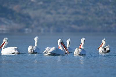  Pelikani, NP Skadarsko jezero.JPG 