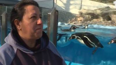  Radnicu BG zoo vrta pingvini svuda prate 