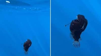 Iz mračnih dubina izronilo morsko čudovište, sam crni đavo! Misteriozno stvorenje snimljeno na površ   Iz mračnih dubina izronilo morsko čudovište, sam crni đavo! Misteriozno stvorenje snimljeno na površ