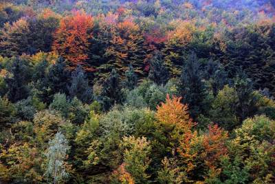  Oštetio Upravu za šume za još četiri hiljade eura? 