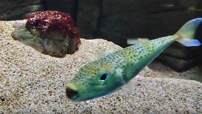 Pojavila se opasna riba balon u Sredozemlju   Pojavila se opasna riba balon u Sredozemlju