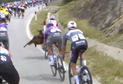  Bizarna situacija na "Điru" - na biciklistu naletjela koza! 