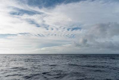  TROVNE ALGE UBIJAJU MORSKE ŽIVOTINJE 