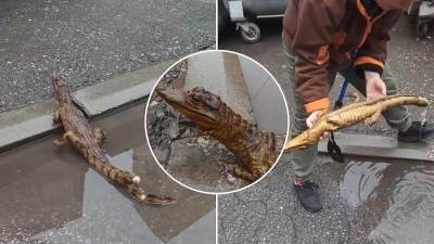  Nišlije prijavile da su na ulici vidjeli krokodila 