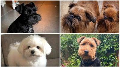  Najbolje rase za alergičare i zauzete osobe 