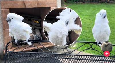  "Dance-off" papagaja koji morate da vidite 