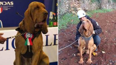  Uginuo čuveni pas tragač koji je spasao 9 osoba 