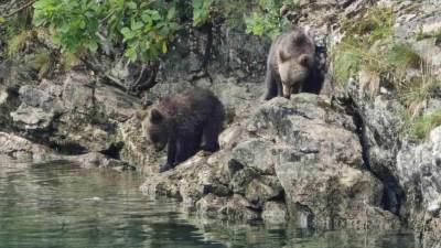  Opasnost na Tari, viđena mečka sa 3 mečeta 