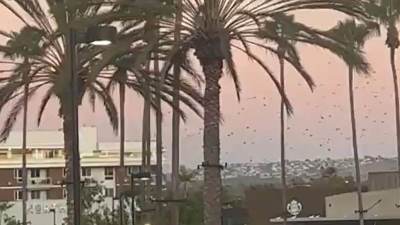  Cunami stigao do Kalifornije 