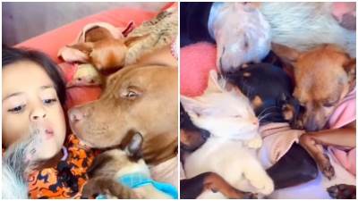  Kako je devojčica okupila kokošku, mačice i pse? 