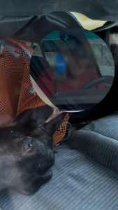  vezana koza i štene u autu 