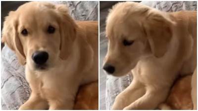  Pas odabrao mačku za fotelju, faca joj govori više od 1000 reči 