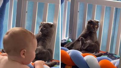  Maca se pravi "mrtva" kad se pojavi beba: Uvalila joj se u krevet i glumi plišanu igračku, video odu 