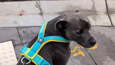  "Ono kad tvoj pas ne voli da mu dragocjena zadnjica dodiruje pod": "Opasni" staford nasmijao svijet 