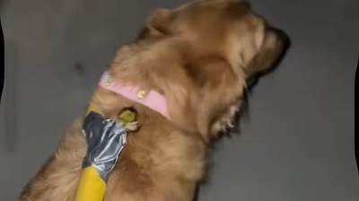  "25. dan kako sam izgubila povodac i imrovizujem": Dobro pogledajte sliku, da li ste "provaljujete" čime šeta psa? 