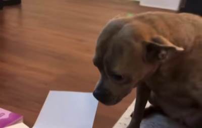  Reakcija psa koji je prvi put dobio tortu za rođendan slomila internet 