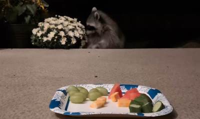  Rakun se pravi da okopava baštu da bi maznuo voće sa stola 