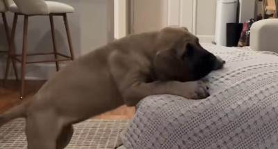  Štene nikako da "provali" kako da se popne na krevet: Veći je od sofe, ali zadnje šape ga ne slušaju 