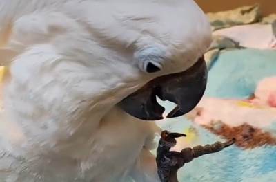  Papagaj prvi put video bubamaru i ne zna šta ga je snašlo: Reakcija kao iz crtaća, prvo se šokirao,  