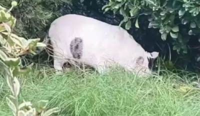  Fotografija zaludela mreže, svi vide svinju ali istina je drugačija: Optička iluzija će vas ostaviti 