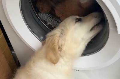  Štene plače jer mu se peru igračke: Vlasnici snimili najtužniju scenu i ne znamo da li da plačemo il 