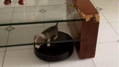  Kuca riješila da počisti kuću 