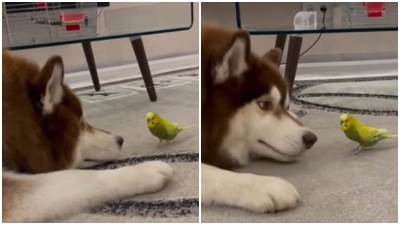 Snimak papagaja koji napada haskija postao hit na internetu Snimak papagaja koji napada haskija postao hit na internetu