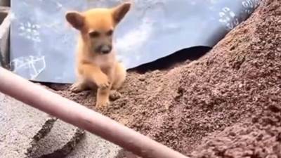  Moralna podrška na "bluetooth": Dok je čovjek kopao, štene ga bodrilo, snimak razniježio sve 