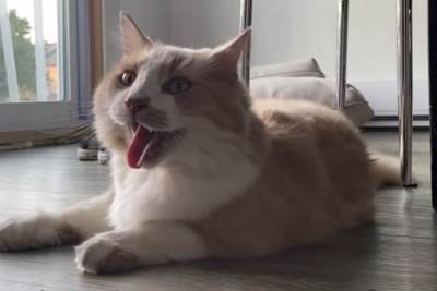  Mačor "istripovao" da je pas, i ljudi ne znaju da li da kažu mnjau ili av, av: Pobrkao identitete, v 