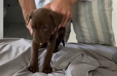 Hit snimak šteneta koje je toliko umorno od slatkoće da ne može da stoji Hit snimak šteneta koje je toliko umorno od slatkoće da ne može da stoji