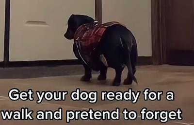  "Spremite psa za šetnju, a onda se pravite da ste ga zaboravili": Milioni umiru od smijeha zbog reak 