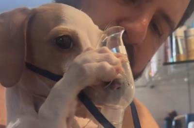  Štene koje se inhalira je nešto najslađe što ćete videti večeras 