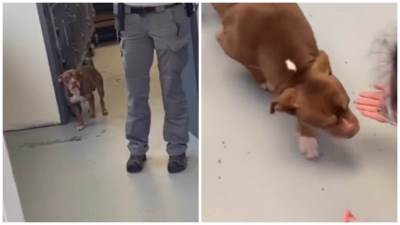  Snimak susreta gazdarice i psa rasplakao svijet 