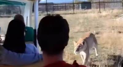  Muškarac poginuo nakon što ga je lavica napala u zoološkom vrtu 