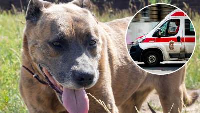  Pas ugrizao dijete za lice u Beogradu  