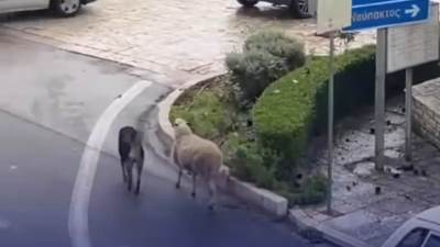  Snimak psa koji vraća ovcu u izgubljeno stado oduševio je sve na mrežama. 