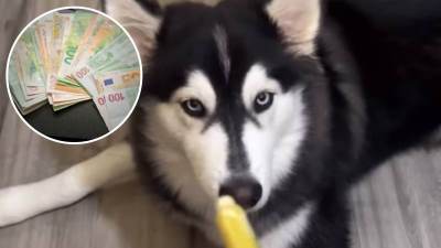  Pas u Americi "zarađuje" više nego ljekar u Sudanu 