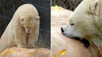  Za ovog medu nema zime 