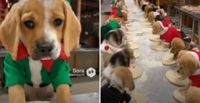  Možda je AI, ali mi slađi video skoro nismo videli štenci pomažu Deda Mrazu i mese picu 