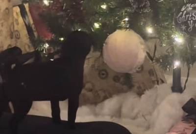  Pas koji mrzi Božić hit na TikToku: Učinio sve što je u njegovoj moći da uništi praznik i ne prestaj 