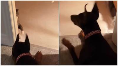  Smešni snimak borbe mačke i dobermana 