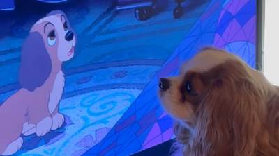  Pas ugledao svog dvojnika u crtaću: Ono što je uradio sledeće razniježilo je sve 