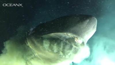  Oči u oči sa nemani od šest metara: Nevjerovatna smirenost posade usred morskog ponora (VIDEO) 