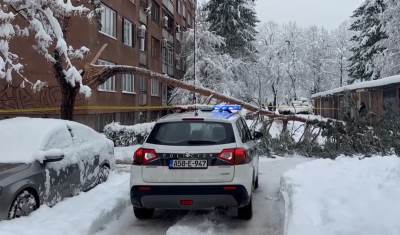  Tragedija u Sarajevu: Stablo palo na ženu, preminula od zadobijenih povreda 